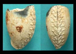 US Civil War Era Clay Pipe, Oak Leaves and Acorns